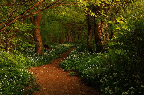 Forest Path, Ransom Woods, Lancashire, England