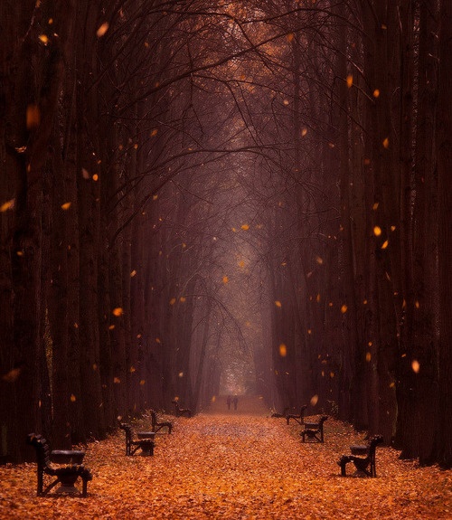 Falling Leaves, Minsk Botanical Garden, Belarus